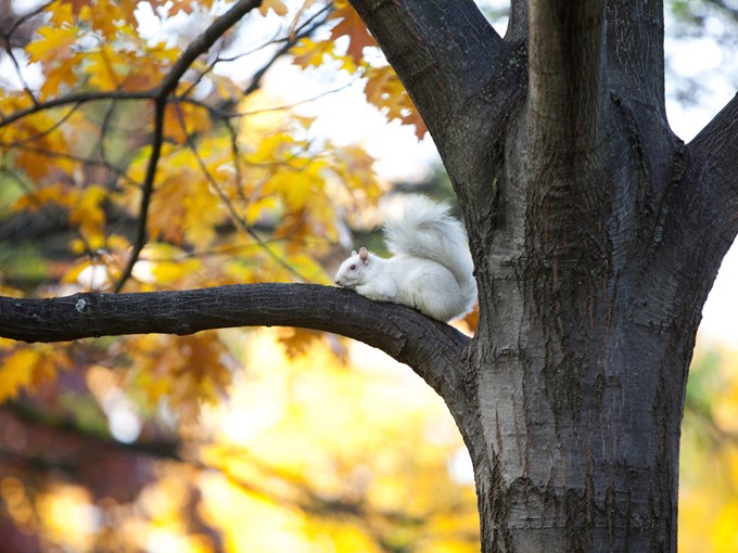 Albino Squirrel Oberlin