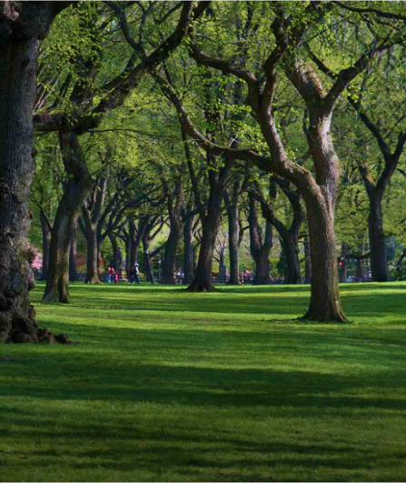 American Elm