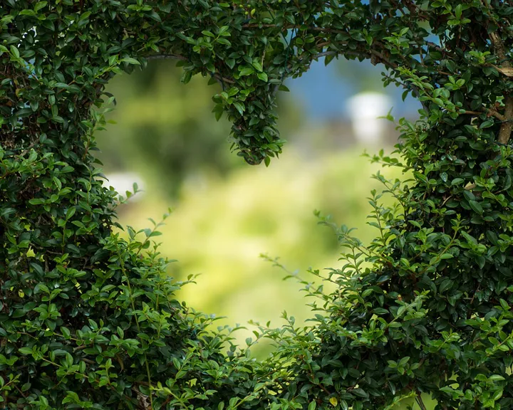 Shrubs that have a heart shape cut through it