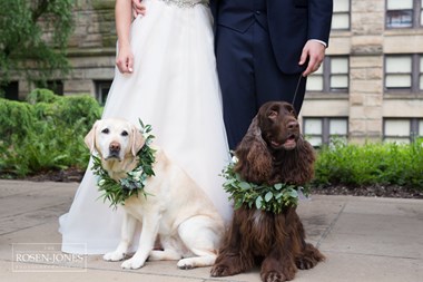 Bride and Groom's Dogs Being Photographed - Oberlin, Ohio Wedding