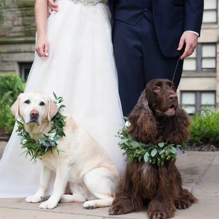 Dogs as part of the wedding party