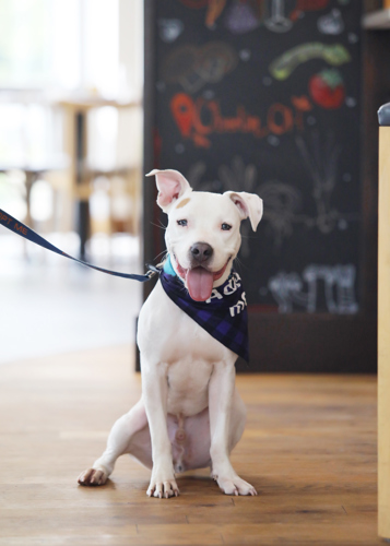 pet-friendly at The Hotel at Oberlin