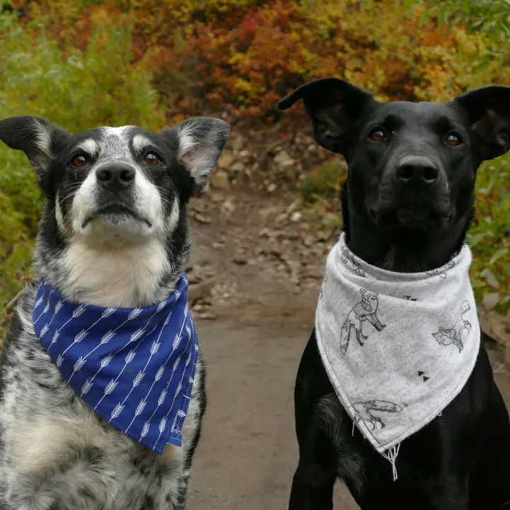 Two dogs wearing a bandana on a trail