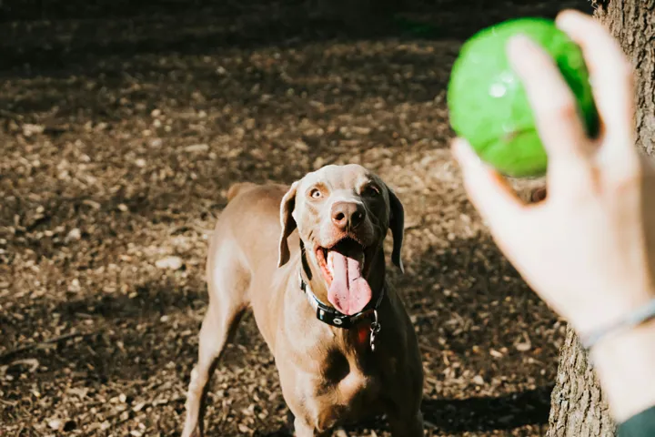 Dog Waiting For Tennis Ball To Be Thrown