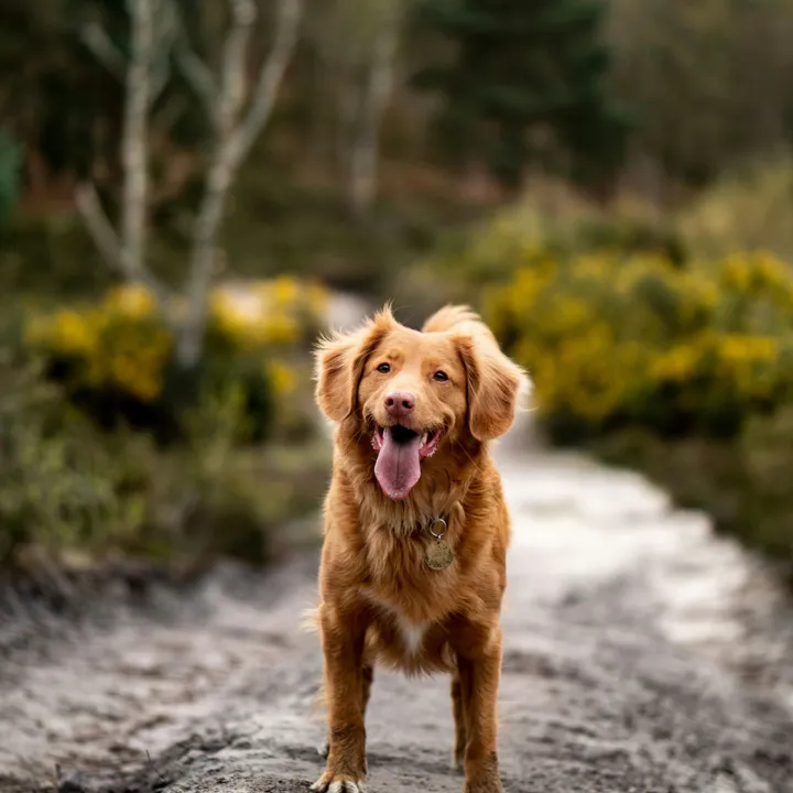 Dog looking happy while on a walk