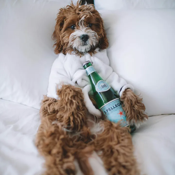 Dog sitting on hotel bed with a robe on and sparking water